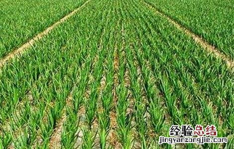 大蒜二次生长的原因及预防方法 大蒜二次生长的原因及预防方法是什么