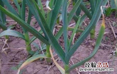 大蒜二次生长的原因及预防方法 大蒜二次生长的原因及预防方法是什么