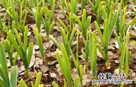 大蒜二次生长的原因及预防方法 大蒜二次生长的原因及预防方法是什么