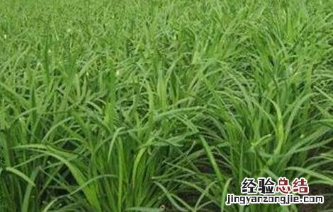 韭菜的管理技术要点 韭菜的管理方法及病害防治