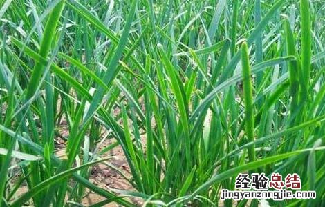 韭菜的管理技术要点 韭菜的管理方法及病害防治