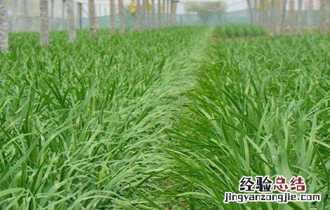 韭菜的管理技术要点 韭菜的管理方法及病害防治