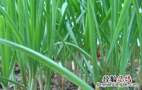 韭菜的管理技术要点 韭菜的管理方法及病害防治