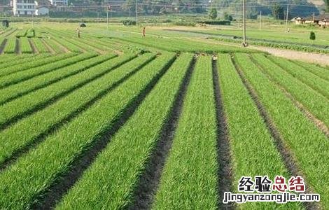 韭菜的管理技术要点 韭菜的管理方法及病害防治