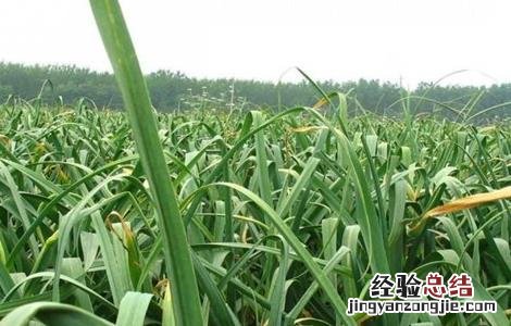 大蒜抽薹期的管理要点 大蒜抽薹期的管理要点是