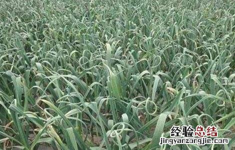 大蒜抽薹期的管理要点 大蒜抽薹期的管理要点是
