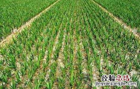 大蒜抽薹期的管理要点 大蒜抽薹期的管理要点是
