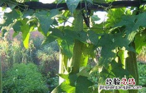 丝瓜怎么施肥 丝瓜怎么施肥浇水