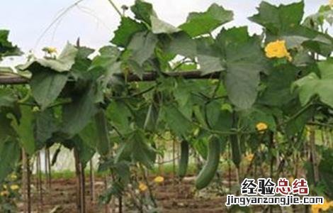 丝瓜怎么施肥 丝瓜怎么施肥浇水