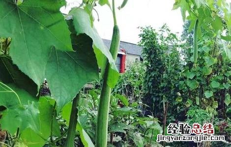 丝瓜怎么施肥 丝瓜怎么施肥浇水