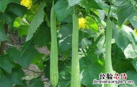丝瓜怎么施肥 丝瓜怎么施肥浇水