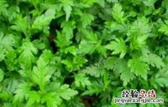 菊花脑种植技术 菊花脑的种植技术