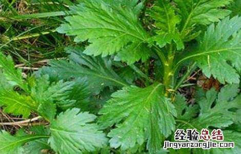 菊花脑种植技术 菊花脑的种植技术