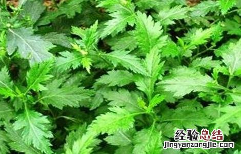 菊花脑种植技术 菊花脑的种植技术