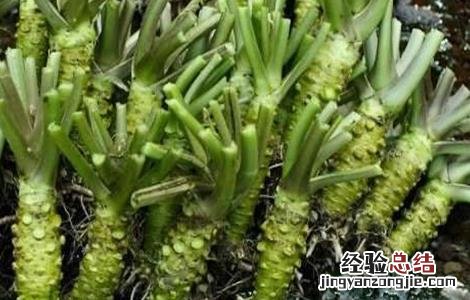 山葵的种植技术 山葵种植技术视频教程