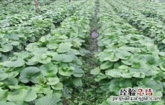 山葵的种植技术 山葵种植技术视频教程