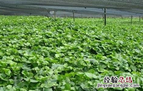 山葵的种植技术 山葵种植技术视频教程