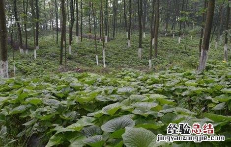 山葵的种植技术 山葵种植技术视频教程