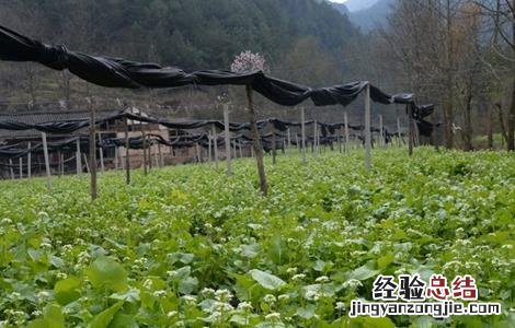 山葵的种植技术 山葵种植技术视频教程