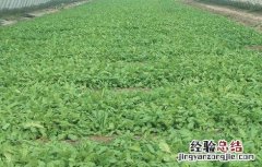 荠菜的田间管理 荠菜的种植技术与管理