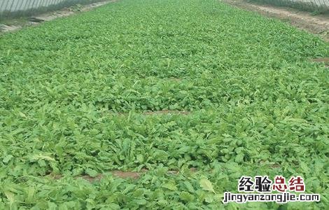 荠菜的田间管理 荠菜的种植技术与管理