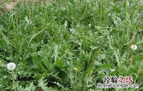 荠菜的田间管理 荠菜的种植技术与管理