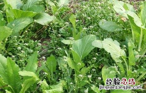 荠菜的田间管理 荠菜的种植技术与管理