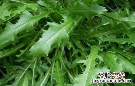 荠菜的田间管理 荠菜的种植技术与管理