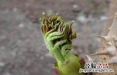 刺老芽怎么种植图片 刺老芽怎么种植