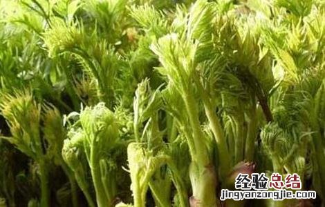 刺老芽怎么种植图片 刺老芽怎么种植