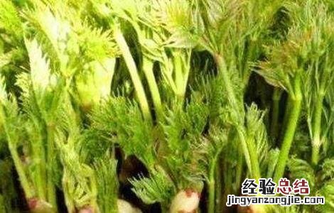 刺老芽怎么种植图片 刺老芽怎么种植
