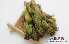 刺老芽怎么种植图片 刺老芽怎么种植