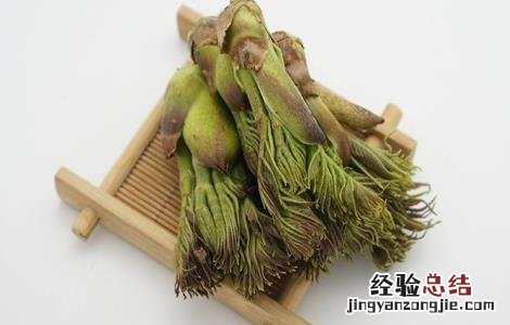 刺老芽怎么种植图片 刺老芽怎么种植