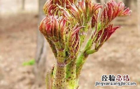 刺老芽怎么种植图片 刺老芽怎么种植