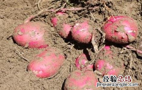 红皮土豆的种植技术 红皮土豆的种植技术与管理