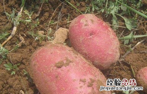 红皮土豆的种植技术 红皮土豆的种植技术与管理