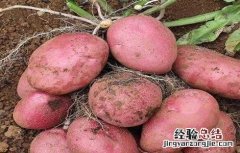 红皮土豆的种植技术 红皮土豆的种植技术与管理
