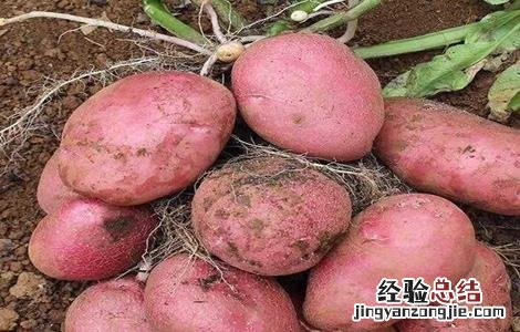 红皮土豆的种植技术 红皮土豆的种植技术与管理