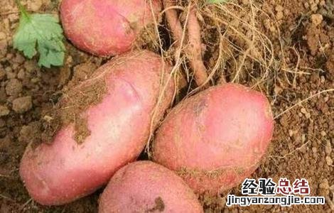 红皮土豆的种植技术 红皮土豆的种植技术与管理