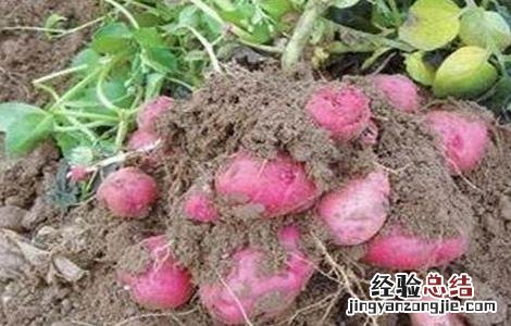 红皮土豆的种植技术 红皮土豆的种植技术与管理