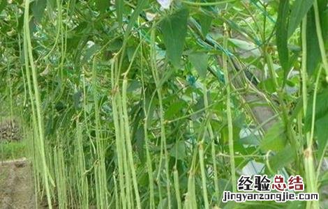 豆角徒长怎么处理 豆角徒长的原因及防治方法