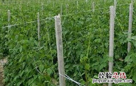 豆角徒长怎么处理 豆角徒长的原因及防治方法
