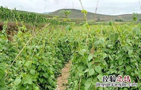 豆角徒长怎么处理 豆角徒长的原因及防治方法