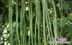 豆角徒长怎么处理 豆角徒长的原因及防治方法