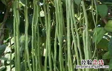豆角徒长怎么处理 豆角徒长的原因及防治方法