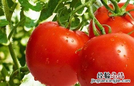 大棚西红柿冬季管理办法