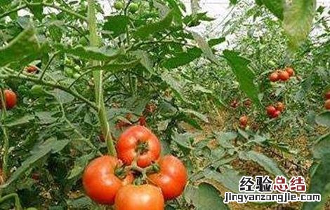 大棚西红柿冬季管理办法