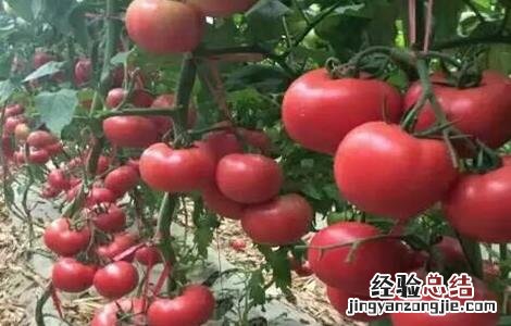 大棚西红柿冬季管理办法