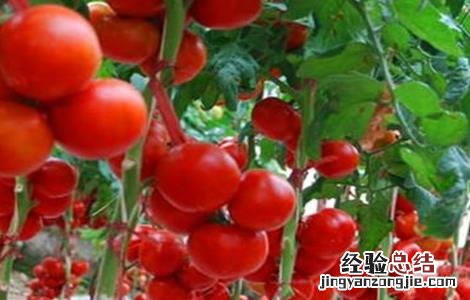 大棚西红柿冬季管理办法