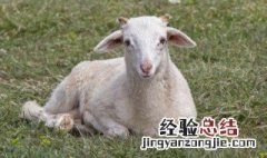 吃羊鞭的功效与作用 吃羊鞭有什么功效
